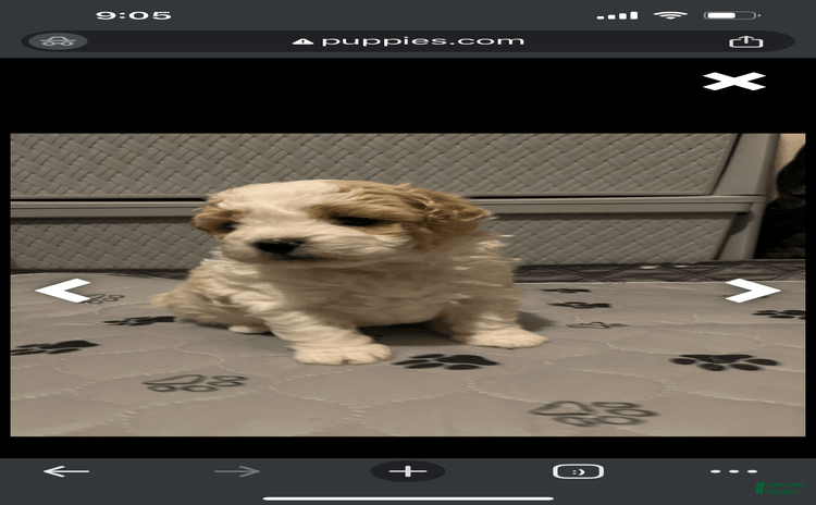 Miniature Poodle dogs for sale - Ad 1