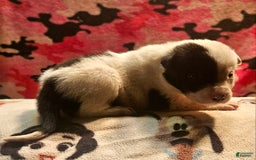 Border Collie dogs for sale: Hondo - Image 24