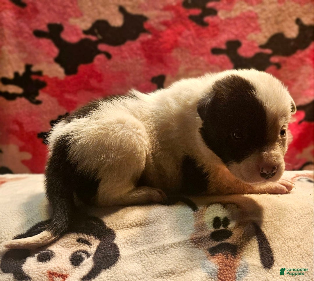 Border Collie dogs for sale: Hondo - Image 24