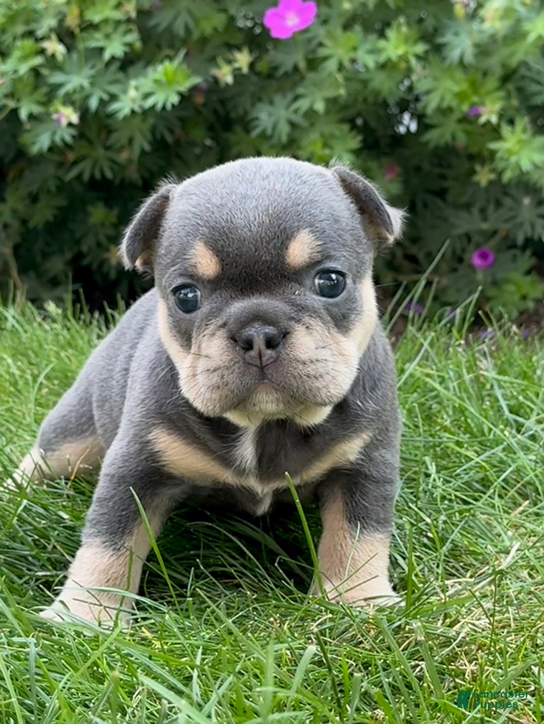 French Bulldog dogs for sale: Harriet - Image 7