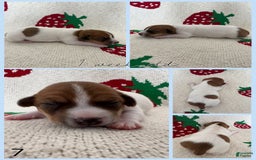 Jack Russell Terrier dogs for sale: Bingo - Image 4