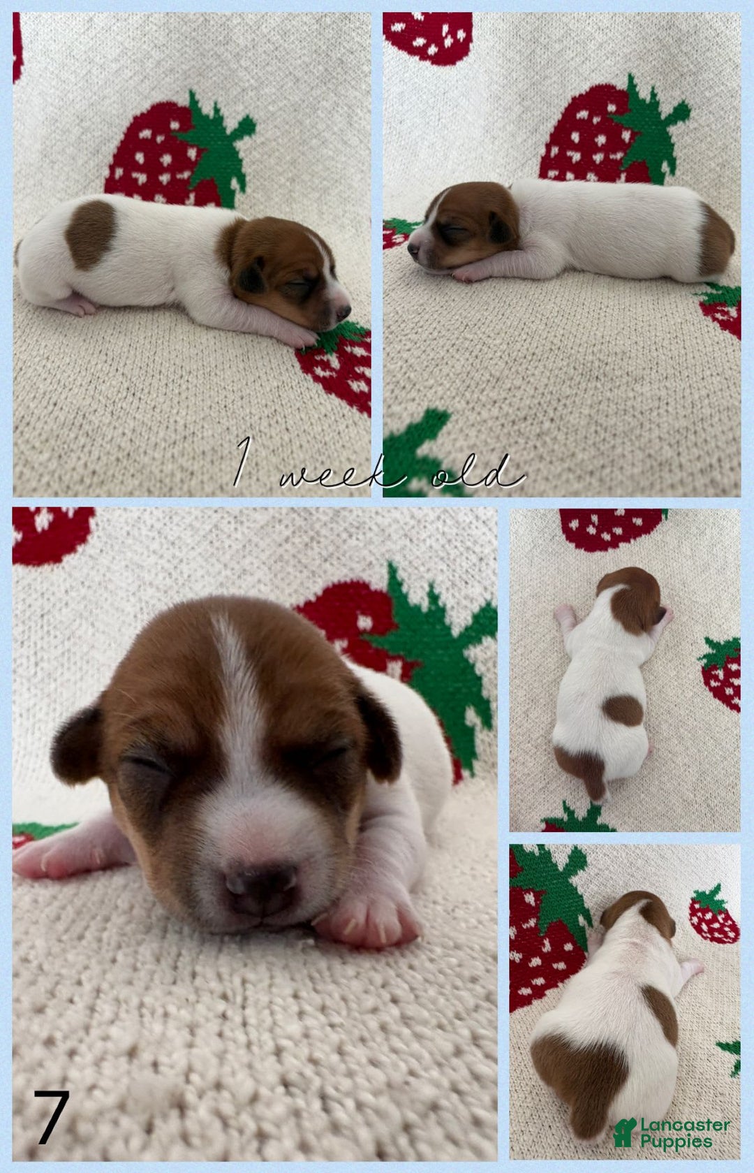 Jack Russell Terrier dogs for sale: Bingo - Image 4