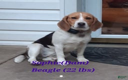 Puggle dogs for sale: Benji - Image 4