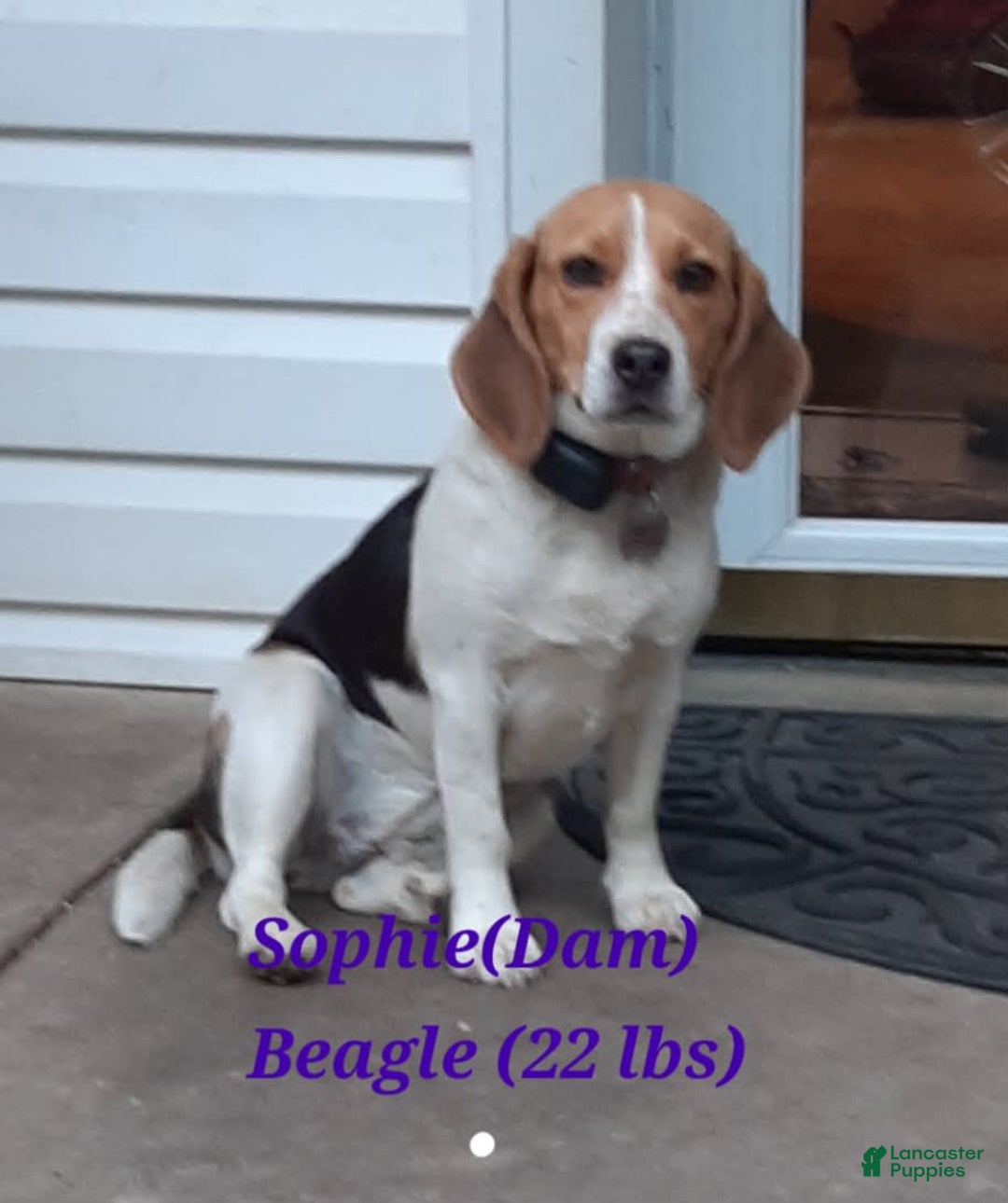 Puggle dogs for sale: Benji - Image 4