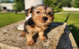Yorkshire Terrier dogs for sale: Purebred Boy - Image 2