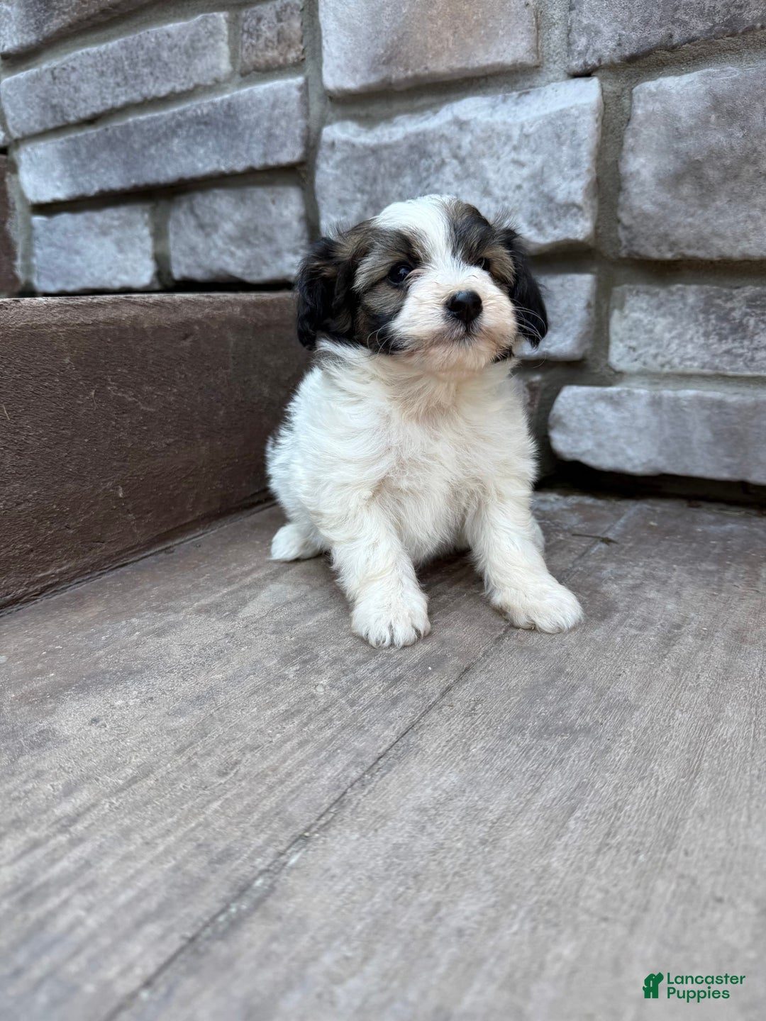 Teddy Bear dogs for sale: Evie - Image 6