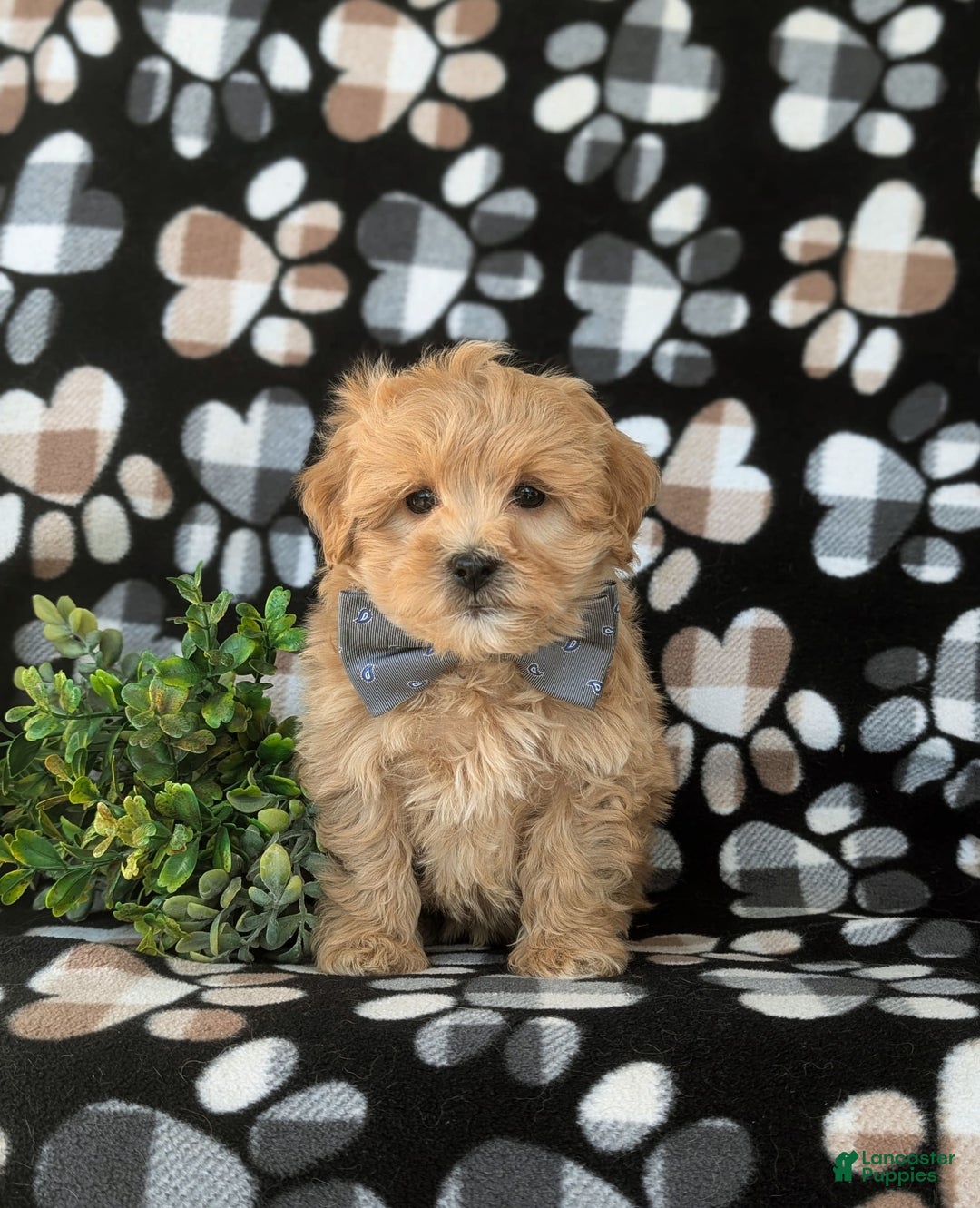 Maltipoo dogs for sale: Whelan - Image 5