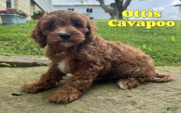 Cavapoo dogs for sale: Ottis - Image 1