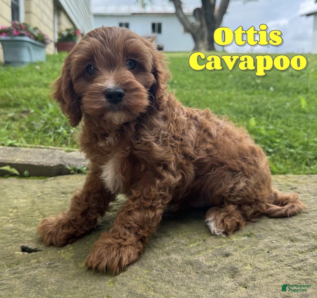 Cavapoo dogs for sale: Ottis - Image 1