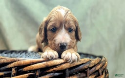 Cavapoo dogs for sale: Henry - Image 10
