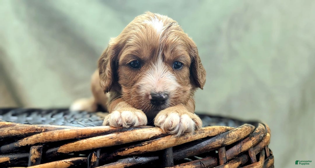 Cavapoo dogs for sale: Henry - Image 10