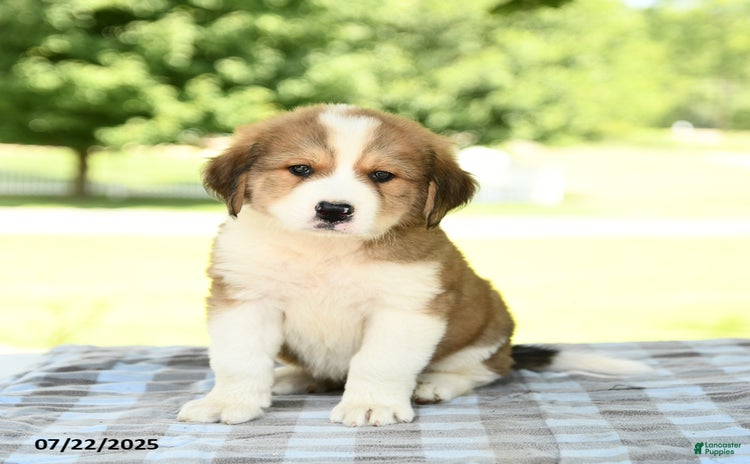 Great Pyrenees dogs for sale - Ad 2
