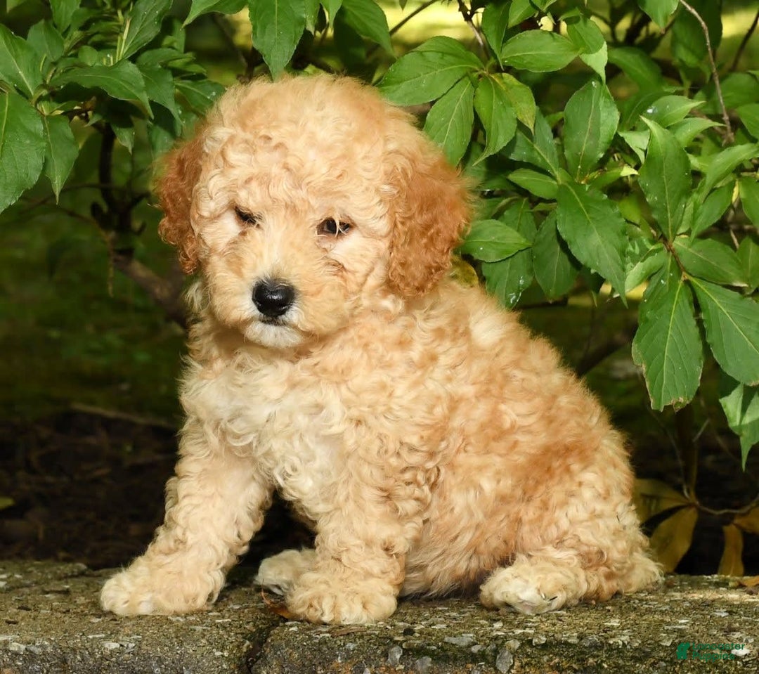 Mini Goldendoodle dogs for sale: Lilly - Image 5