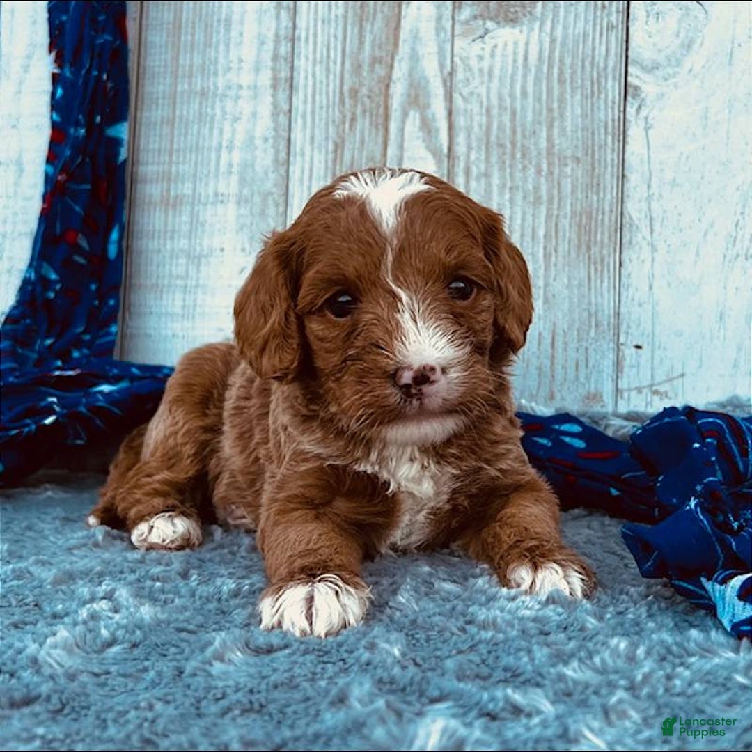 Mini Goldendoodle dogs for sale: Moxy Mini F1b - Image 1