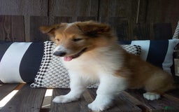 Collie dogs for sale: Bridget - Image 9