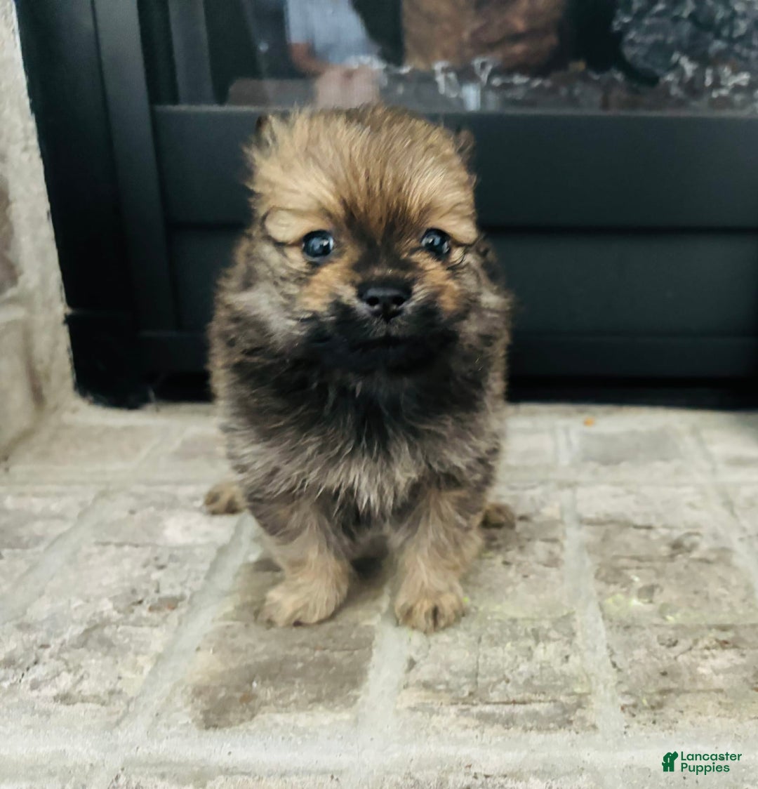 Pomeranian dogs for sale: Diesel - Image 1