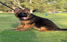 German Shepherd dogs for sale: Purple - Image 1