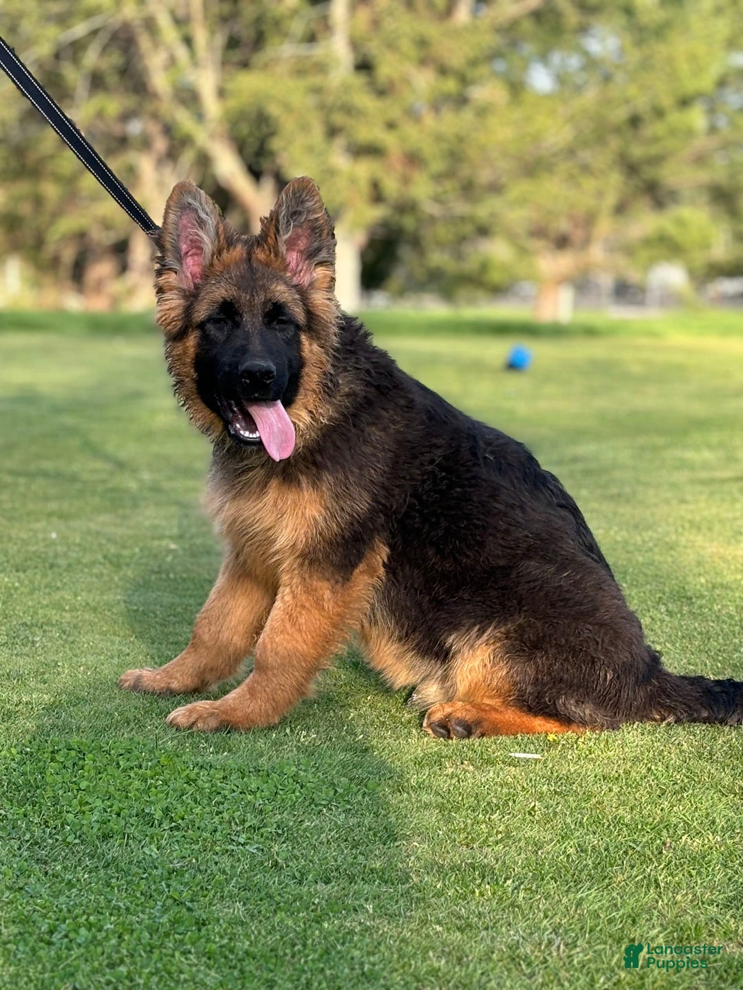 German Shepherd dogs for sale: Purple - Image 1