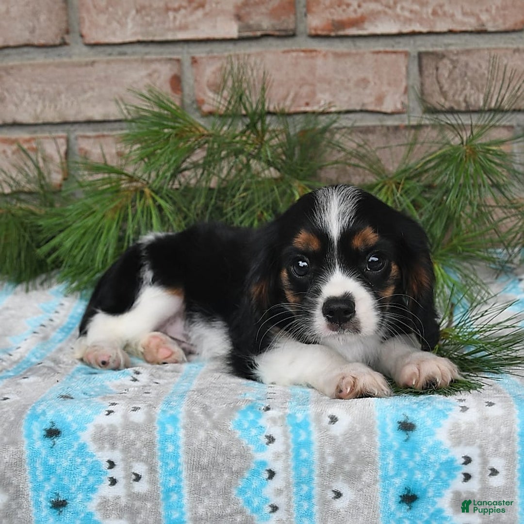 Cavalier King Charles Spaniel dogs for sale: Drew - Image 8
