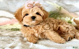 Maltipoo dogs for sale: Dark Pink Collar - Image 1