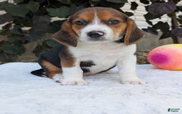 Beagle dogs for sale: Benji - Image 6