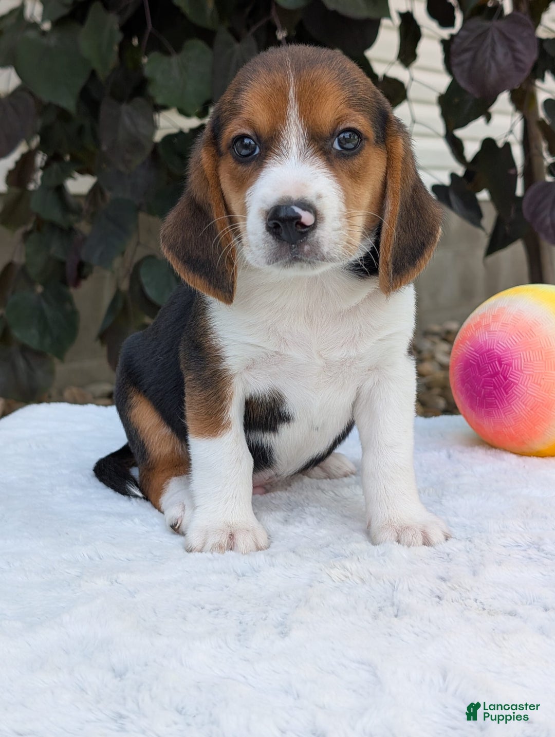 Beagle dogs for sale: Benji - Image 6