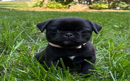Pug dogs for sale: Pug 4 puppies - Image 6