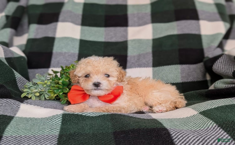 Miniature Poodle dogs for sale - Ad 2