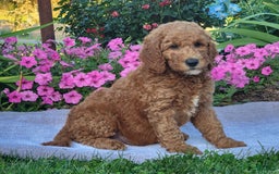 Goldendoodle dogs for sale: Roper - Image 4