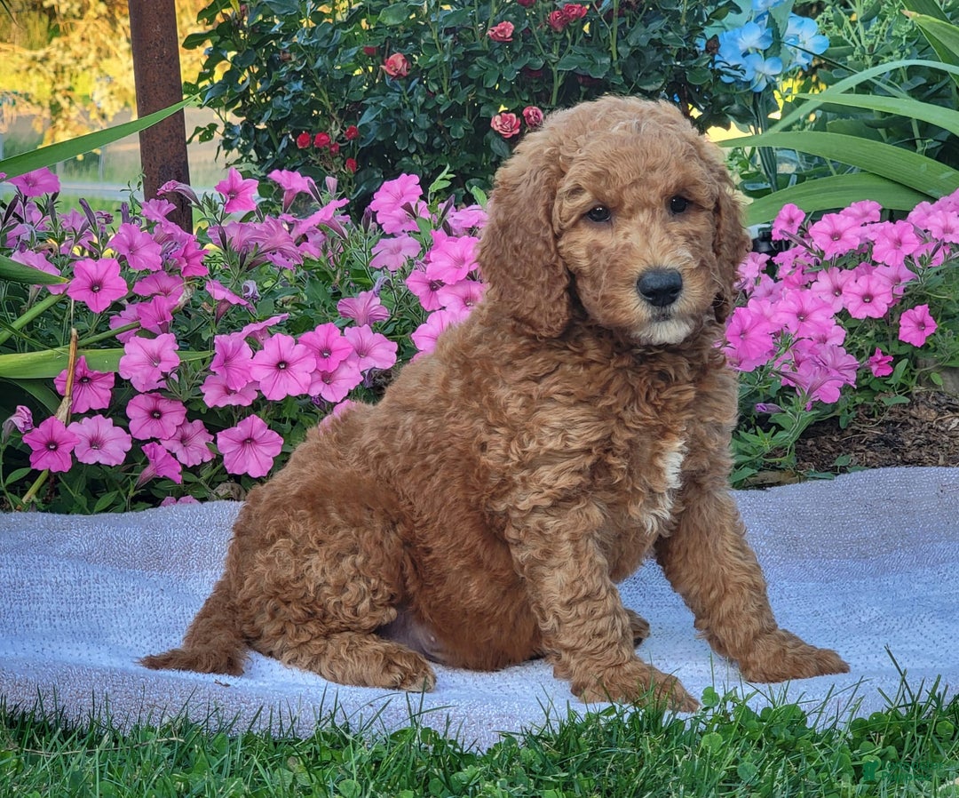 Goldendoodle dogs for sale: Roper - Image 4