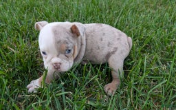 English Bulldog dogs for sale: Harper - Image 5