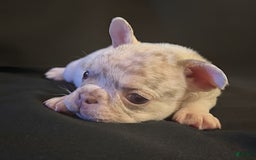 French Bulldog dogs for sale: Brooklyn - Image 9
