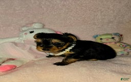 Yorkshire Terrier dogs for sale: Cc - Image 2