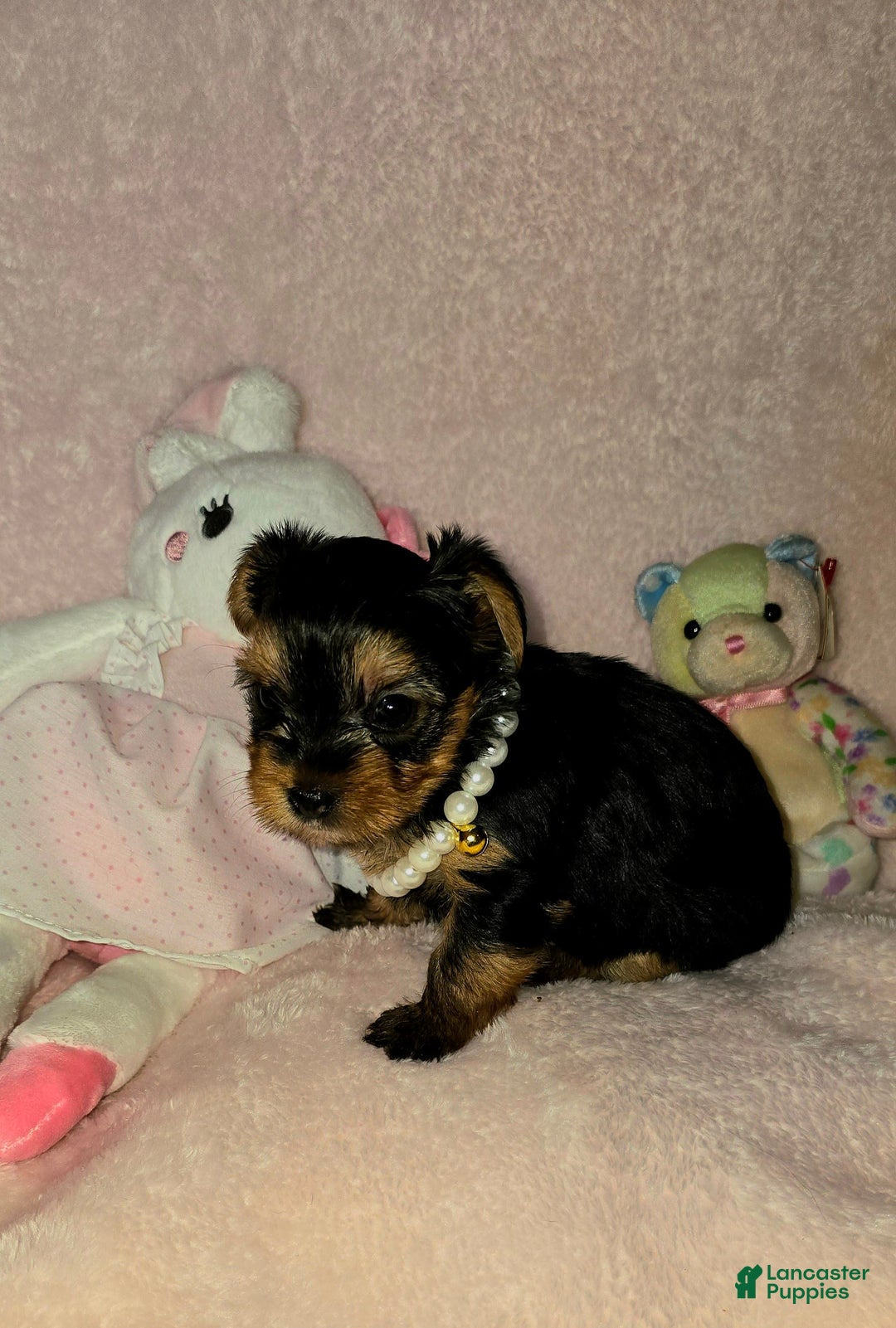 Yorkshire Terrier dogs for sale: Cc - Image 2