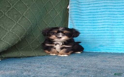 Havanese dogs for sale: Tucker - Image 1