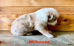 Australian Shepherd dogs for sale: Milhouse - Image 3