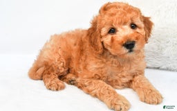 Mini Goldendoodle dogs for sale: Bo - Image 4