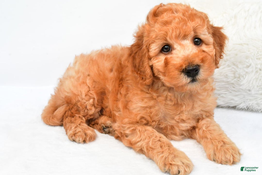 Mini Goldendoodle dogs for sale: Bo - Image 4