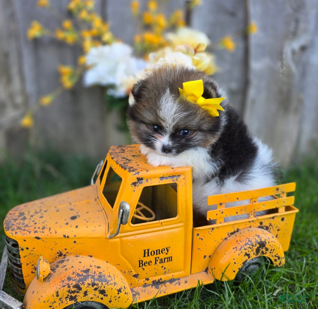 Pomeranian dogs for sale: Nirvana - Image 28