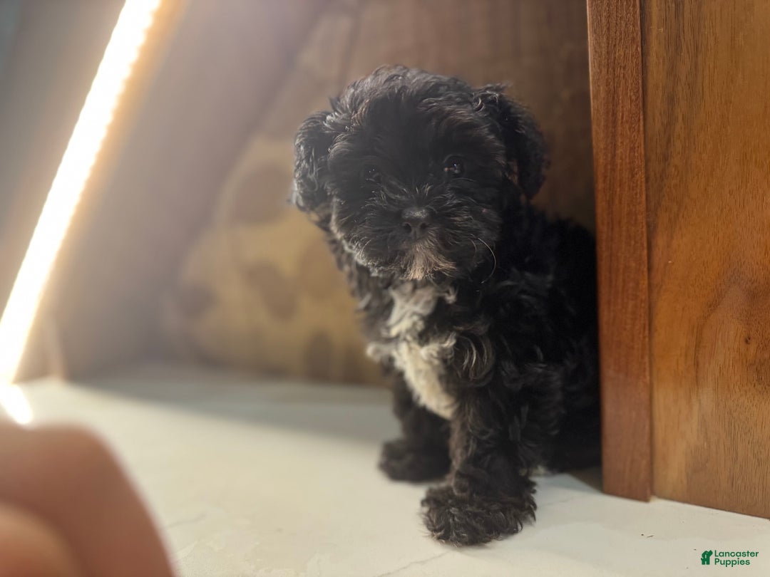Yorkiepoo dogs for sale: Moli - Image 1