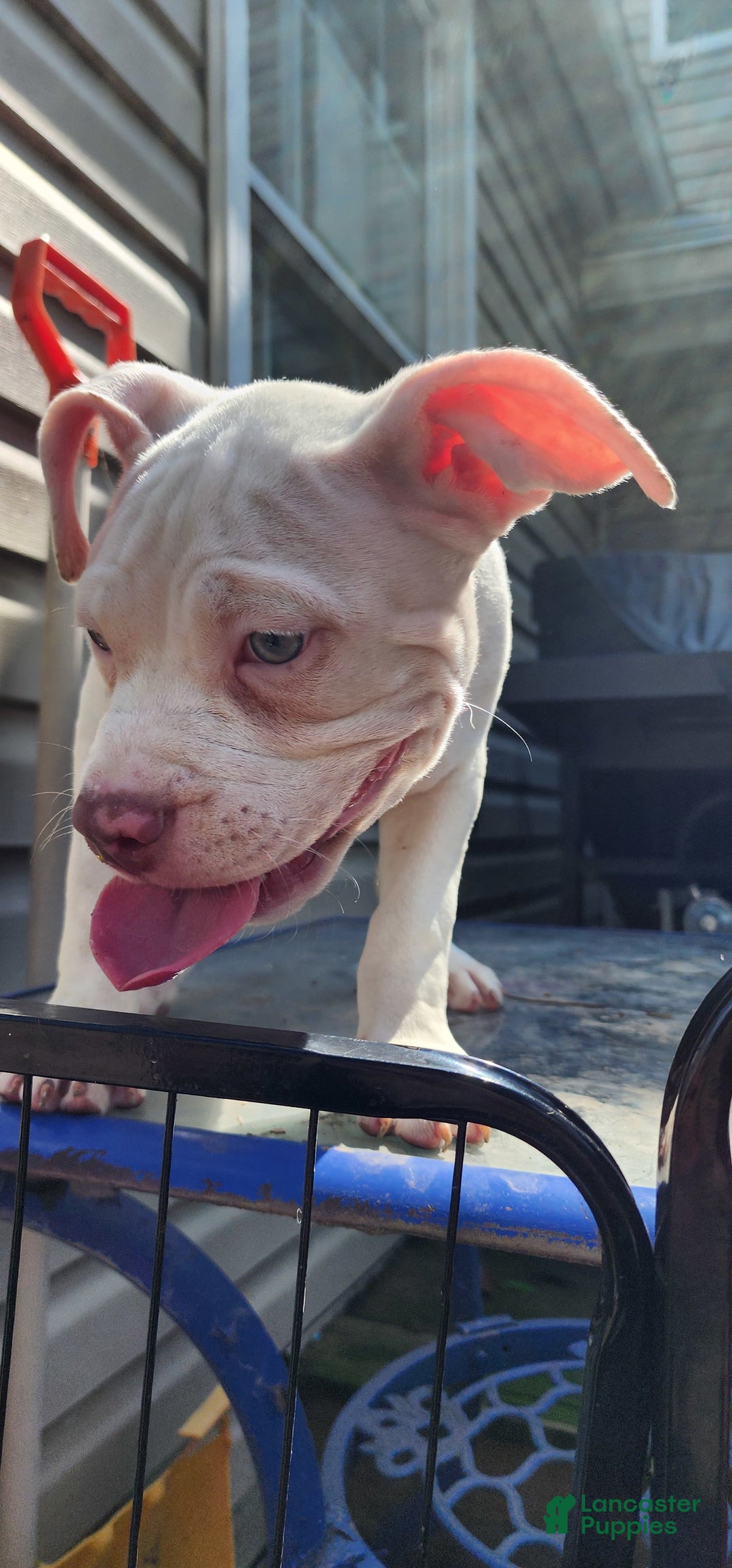 American Bully dogs for sale: Luna - Image 3