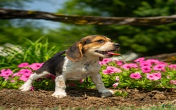 Beagle dogs for sale: Eclair - Image 15