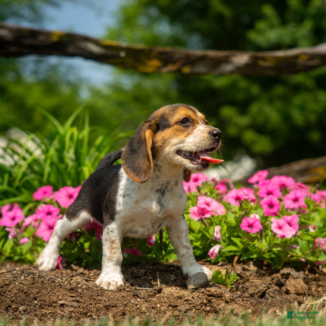 Beagle dogs for sale: Eclair - Image 15