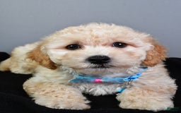 Bichpoo dogs for sale: Sammy - Image 4