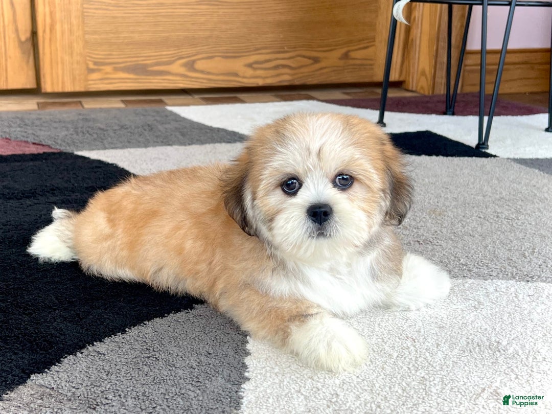 Lhasa Apso dogs for sale: Snickers - Image 2