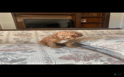 Toy Poodle dogs for sale: Girl - Image 3