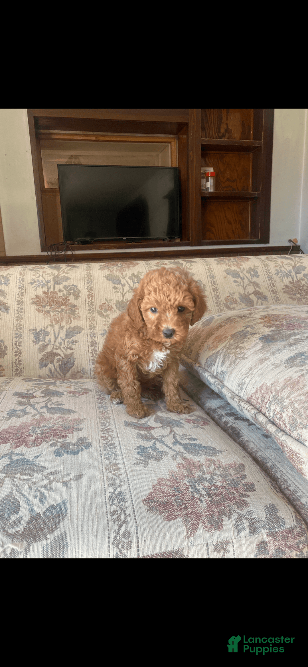 Toy Poodle dogs for sale: Girl - Image 3