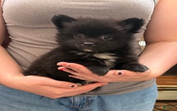 Pomeranian dogs for sale: Mocha - Image 5