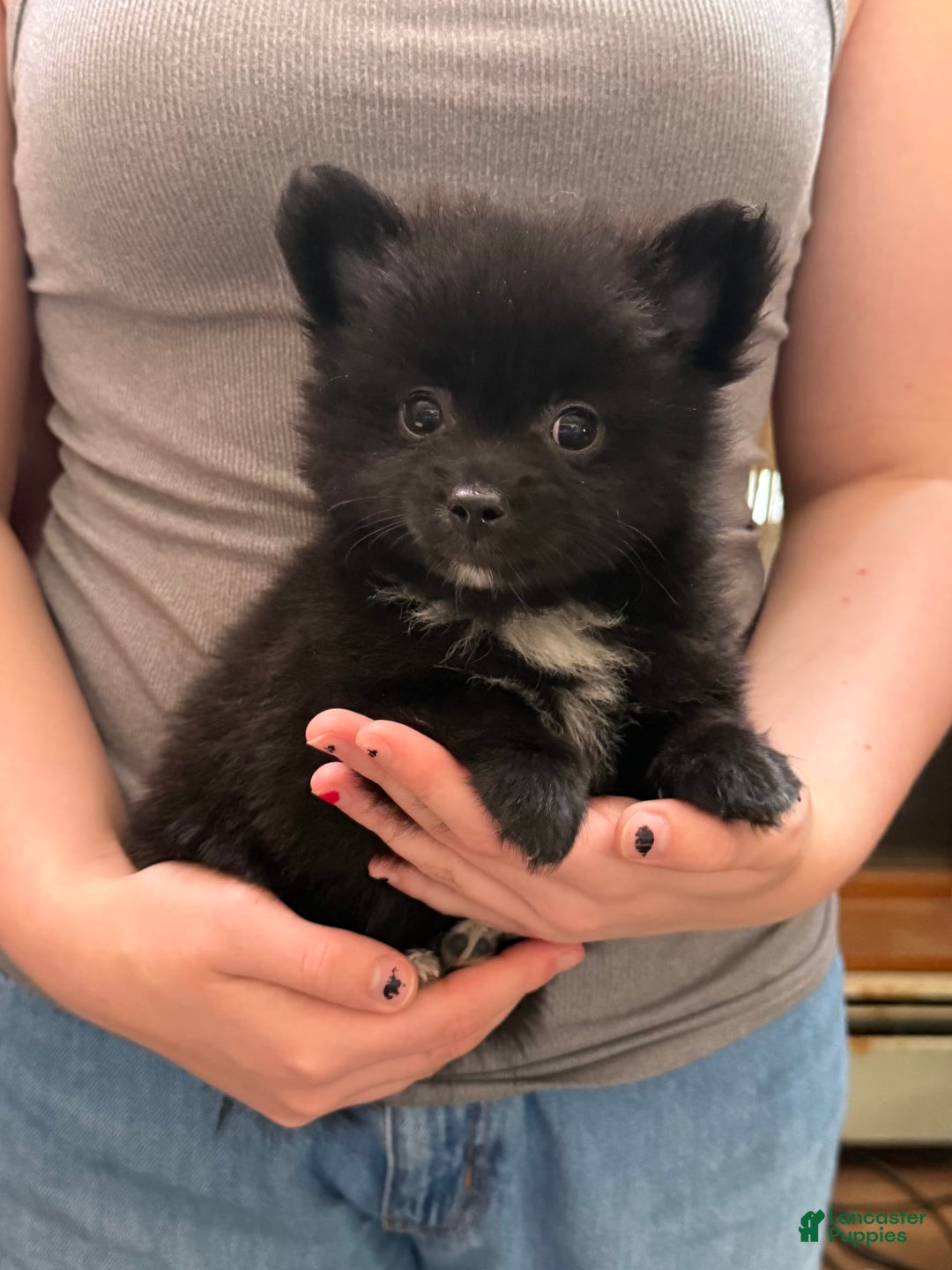 Pomeranian dogs for sale: Mocha - Image 5