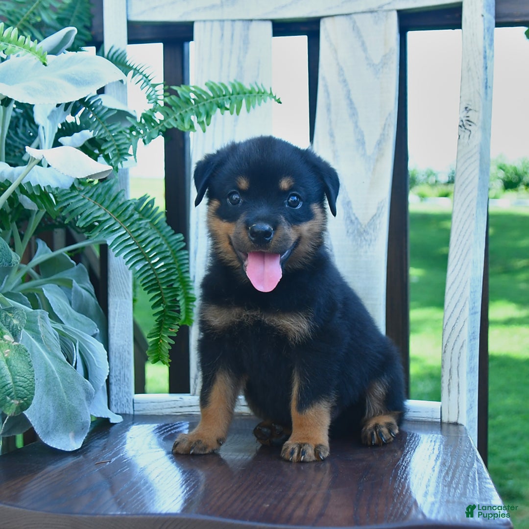 Rottweiler dogs for sale: Parker - Image 1
